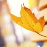 Leafchaser
